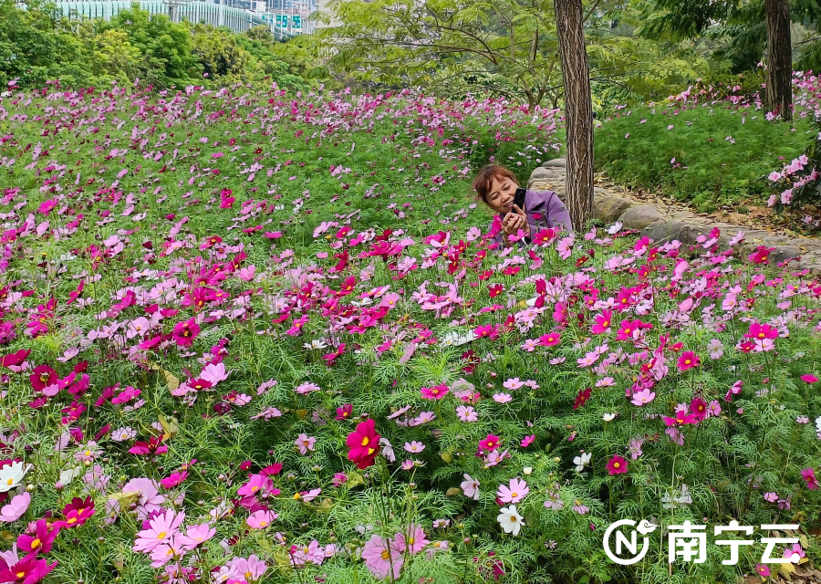 南宁人民公园的格桑花开了你去打卡了吗