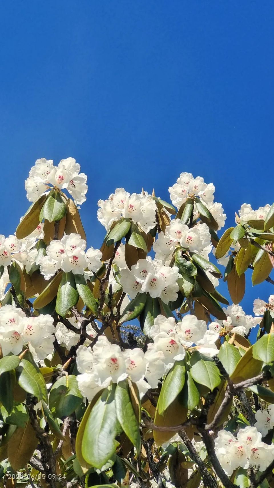端午盛宴--来自海拔3520的浪漫,万亩杜鹃花盛开!