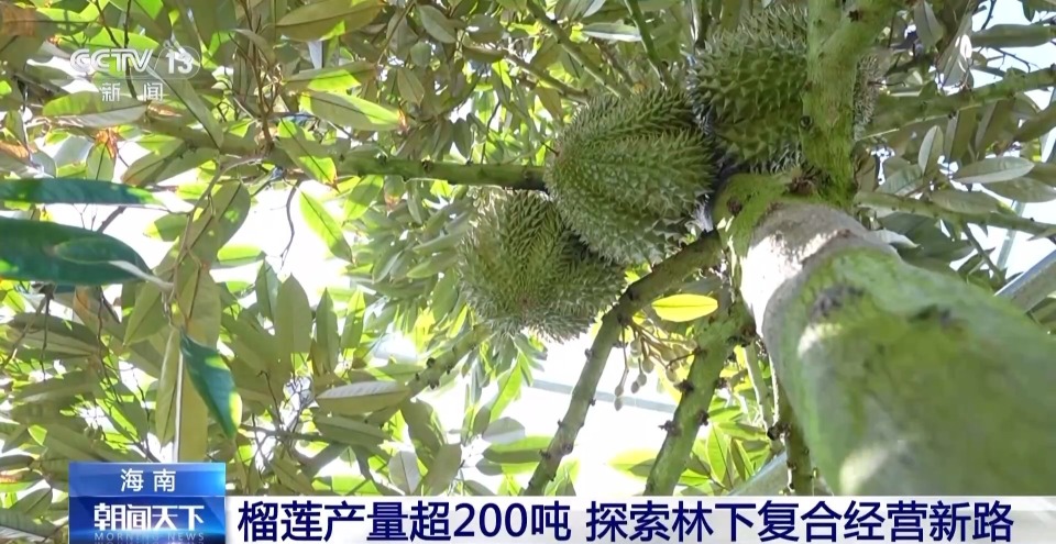 近日,记者走进位于海南三亚的育才生态区的一处榴莲种植基地看到,黄绿
