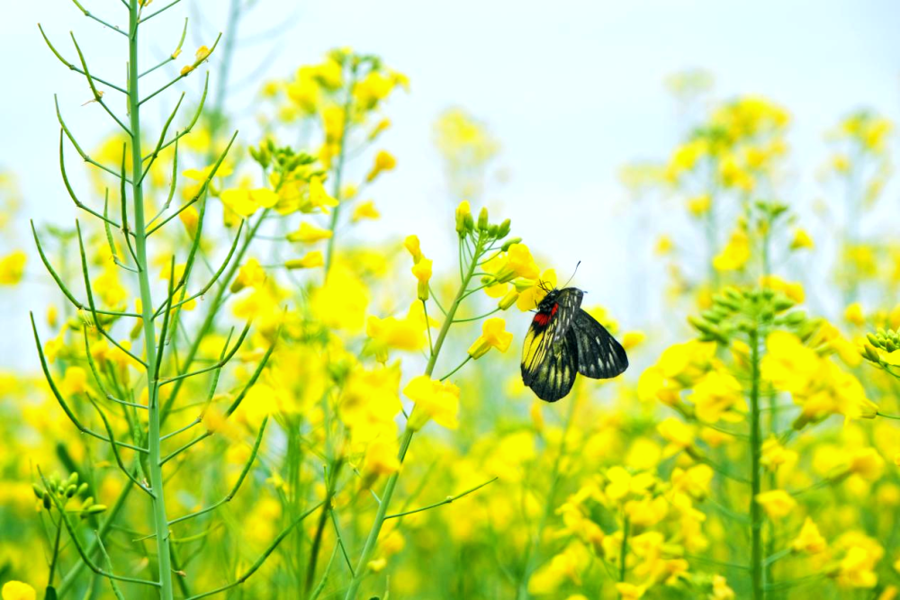 图集|广州增城:油菜花开满眼春,金黄画卷引人游