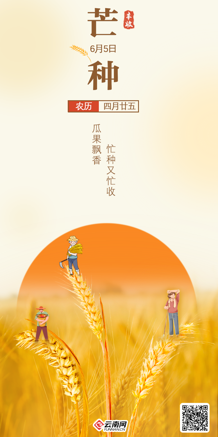 2024·芒种|麦熟果香 云南"三夏"忙种又忙收