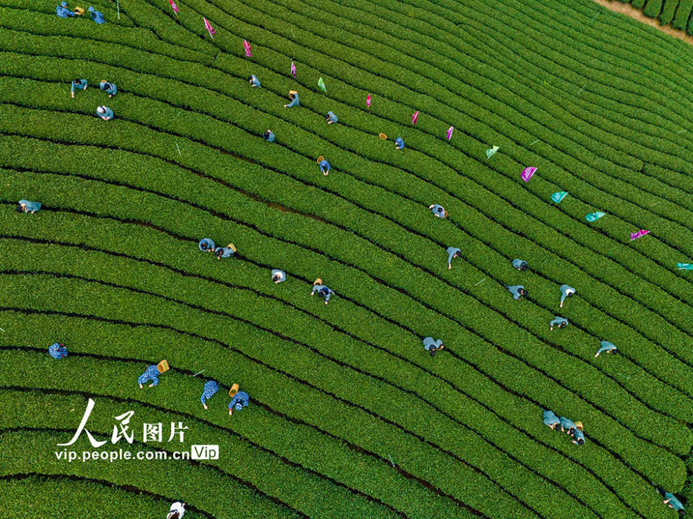 广西昭平:茶园春曲