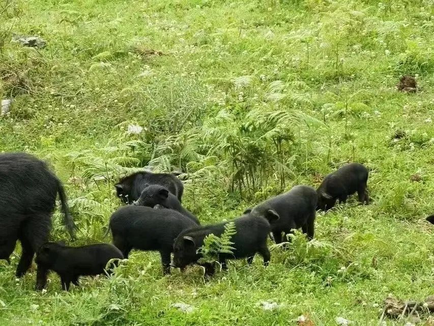 赫章可乐猪养殖基地图片