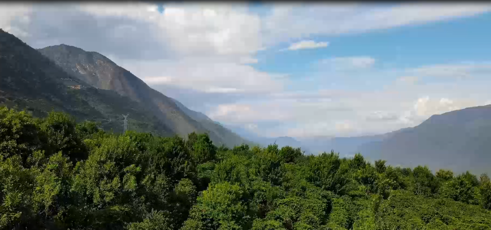 第十屆雲南青年創業省長獎獲獎者心語楊竹讓雲南咖啡從種植端走向精品