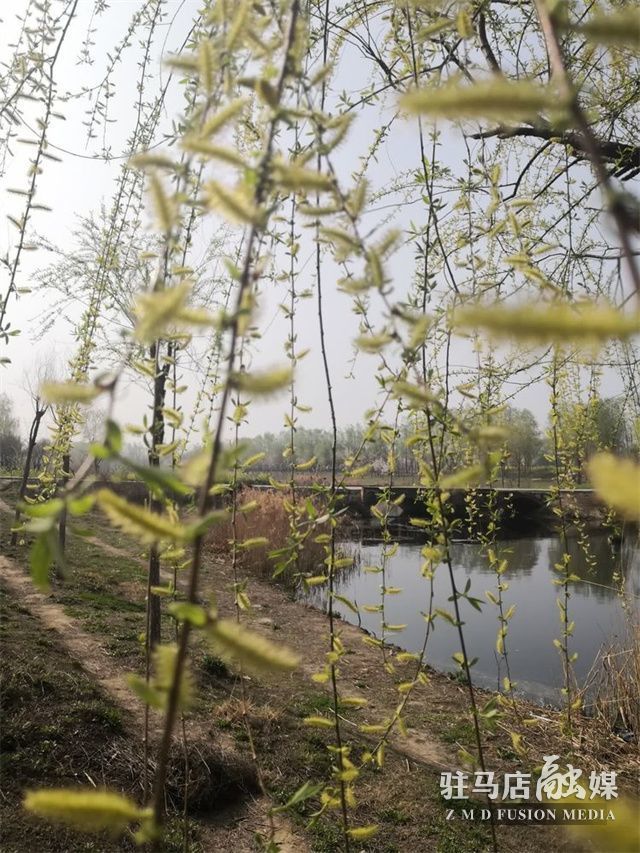 驻马店正阳河边农舍静岸边杨柳青