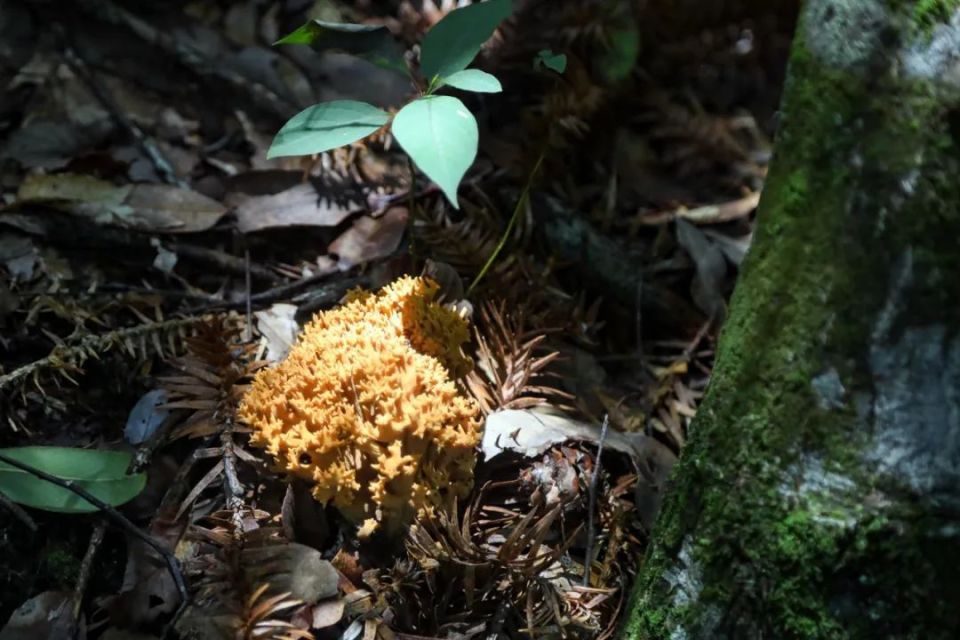 百山祖国家公园里也有"珊瑚世界"