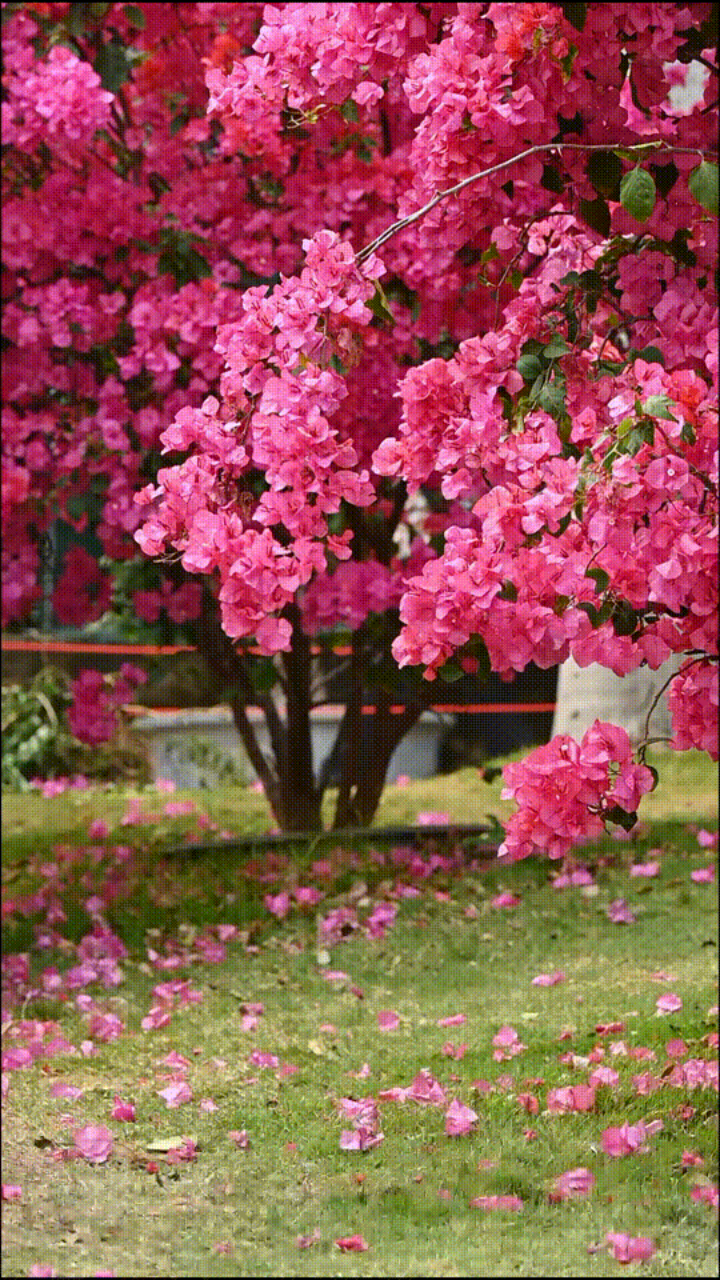 红林花海 韶山图片