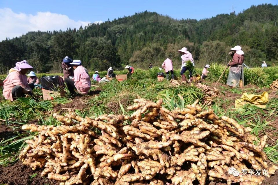 [南方生姜网-图片加载]