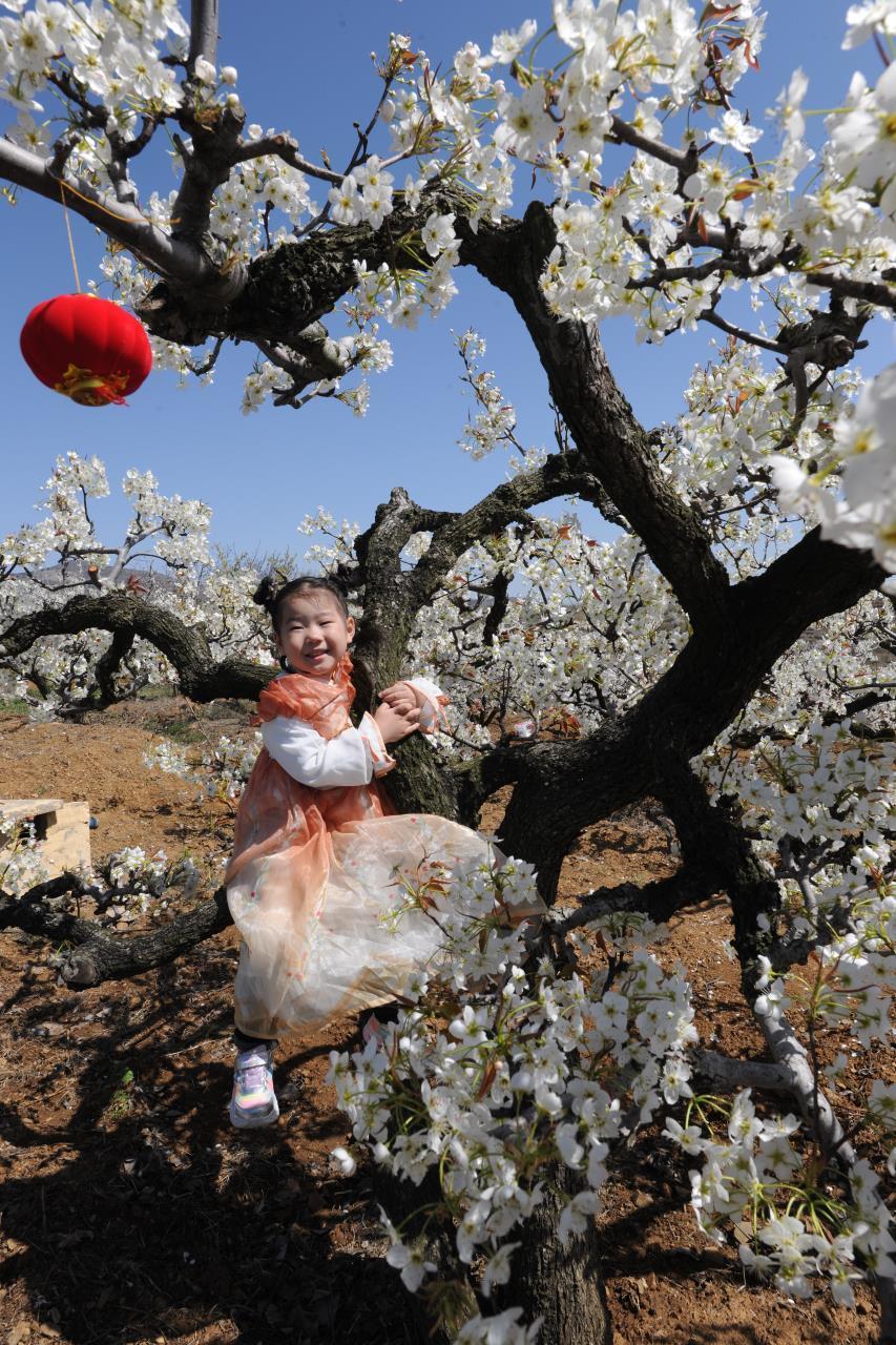 烟台市福山区高疃镇肖家沟梨花节开幕