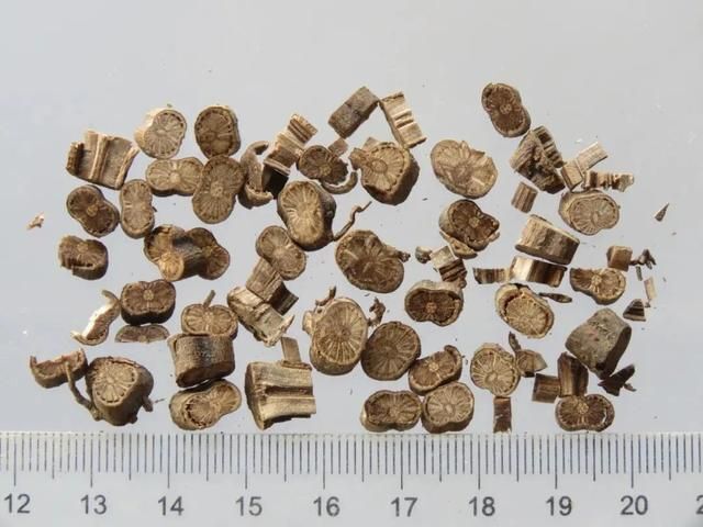 海风藤过量煲汤治病药也能致命