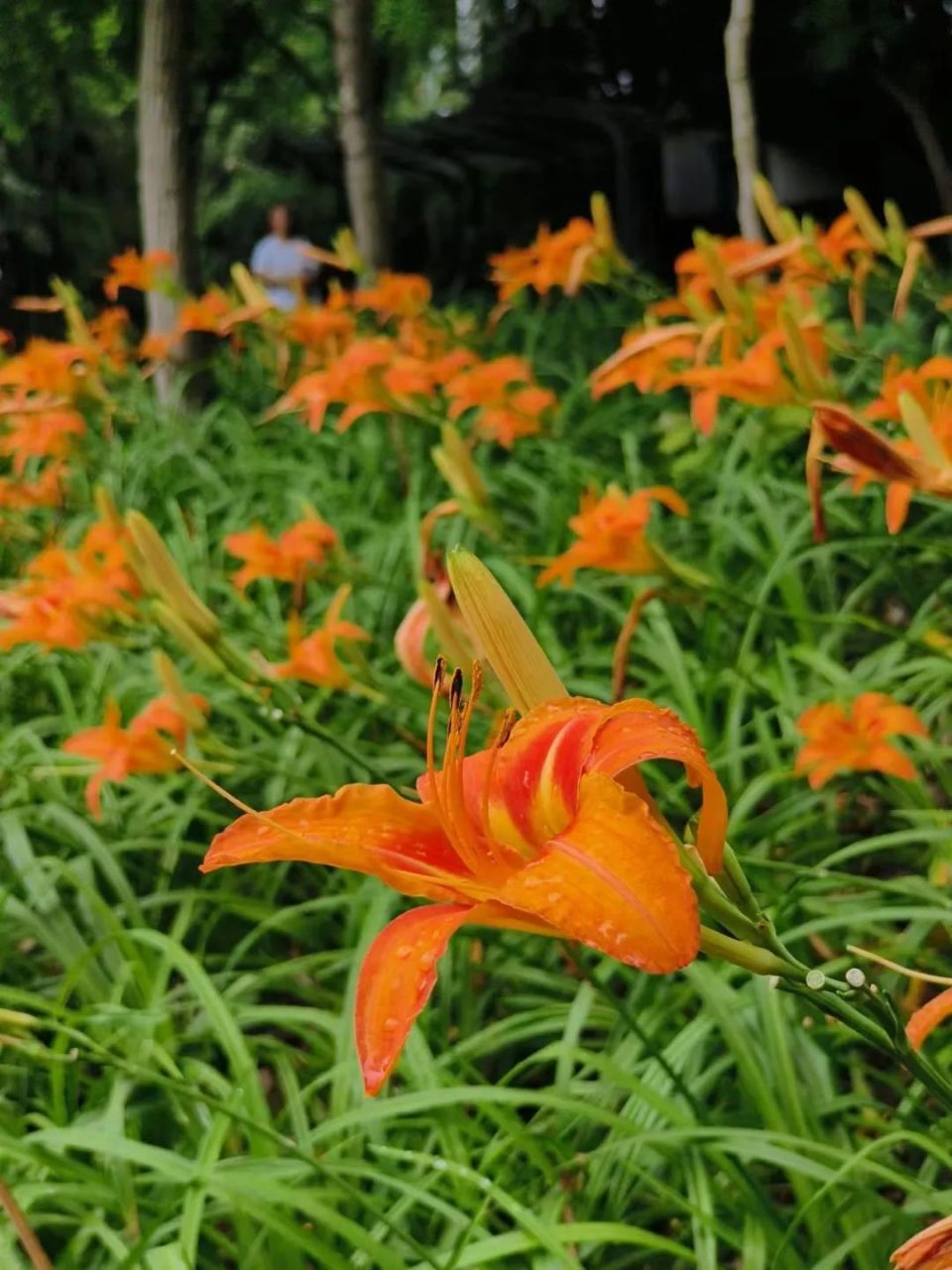 周末去哪玩 | 萱草"集结",一起打卡这抹夏日里的温柔