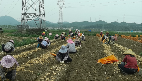 惠东万亩冬种马铃薯开春迎来丰收季