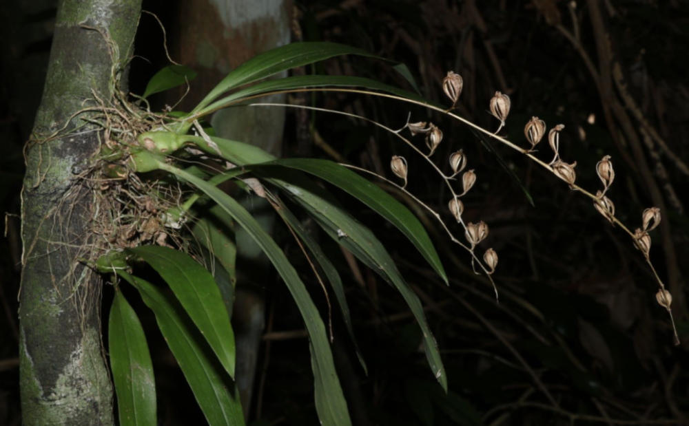 形似羊耳的兰花你见过吗丨花颜鸟语