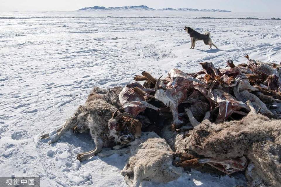 极端天气致蒙古国超10%牲畜死亡