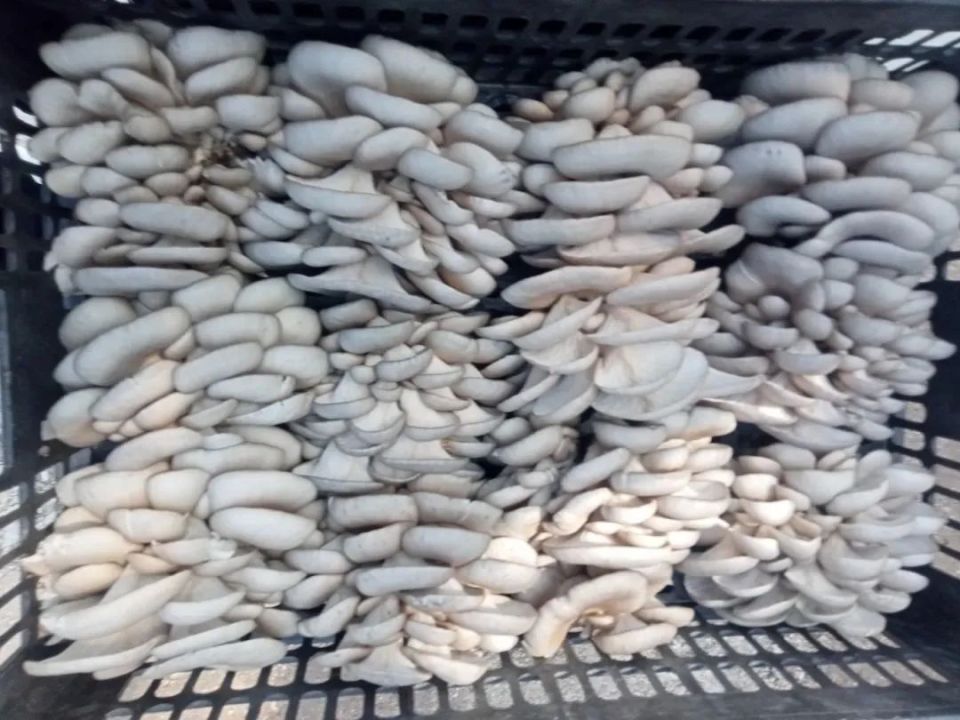 【走乡村 看振兴】崾崄乡:菌棚里的暖心"菇"事