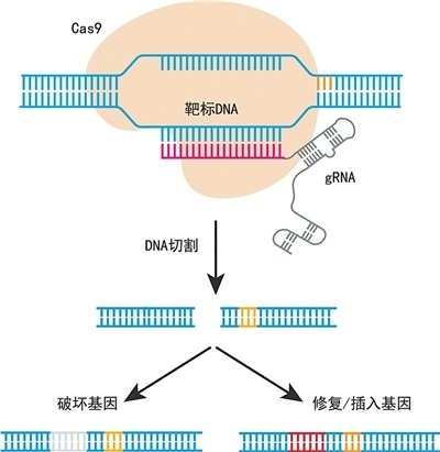 首例基因编辑婴儿诞生！基因编辑技术如今发展到啥阶段？