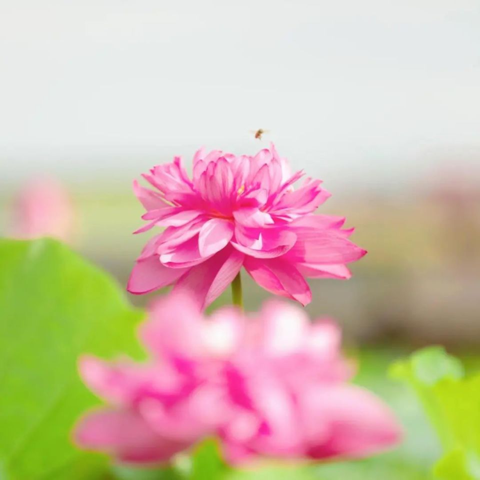 台州再添一处网红打卡地,100多亩荷花盛开