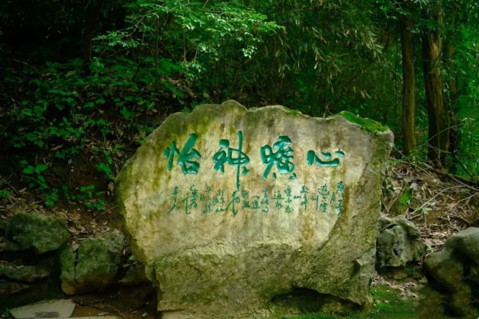 敬亭山的云海,茶园,竹林.初夏的绿意浓到化不开