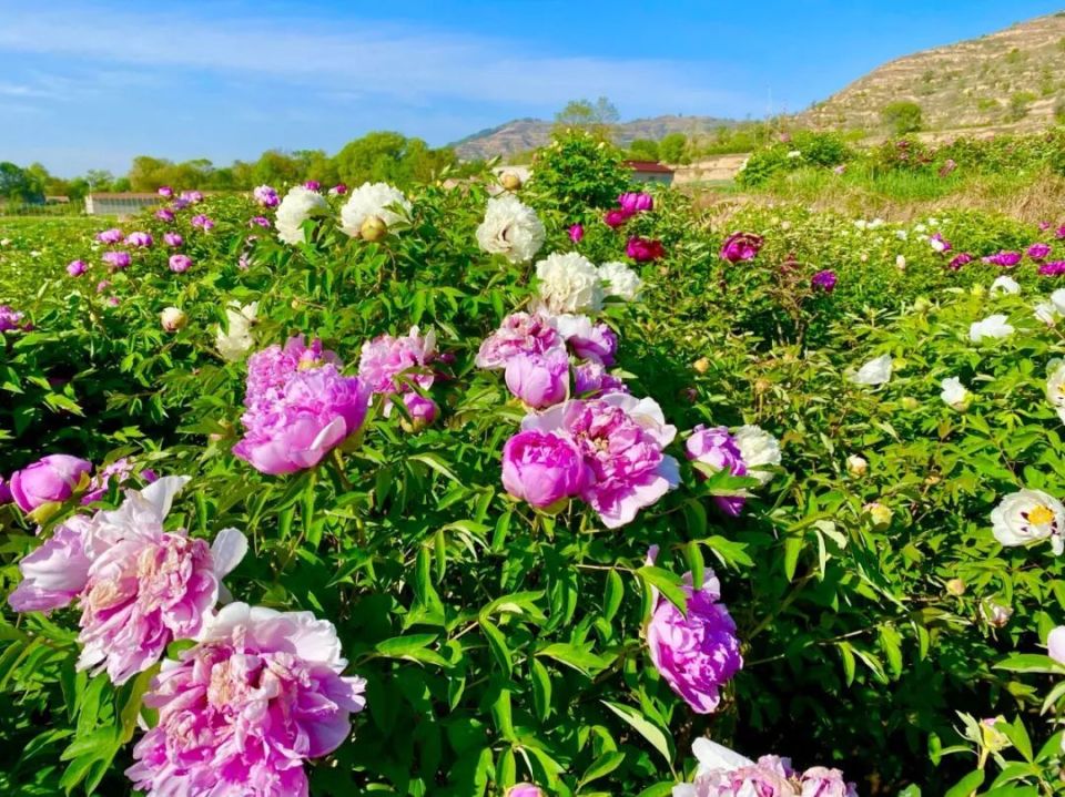 临洮曹家坪牡丹园