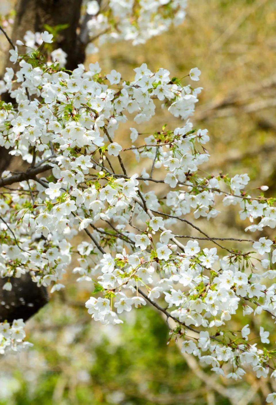 4月的浪漫是樱花给的,山东"醉"美赏樱地来了!