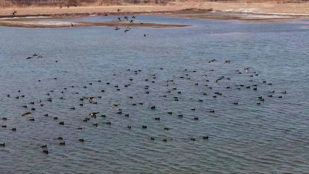 沧州南大港湿地修复见成效春意盎然绘新景