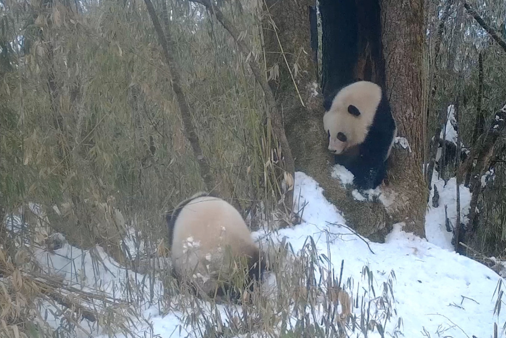 白色熊猫图片