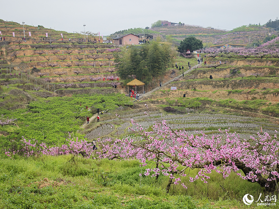 福建古田县举办桃花节:美丽风景带来美丽经济