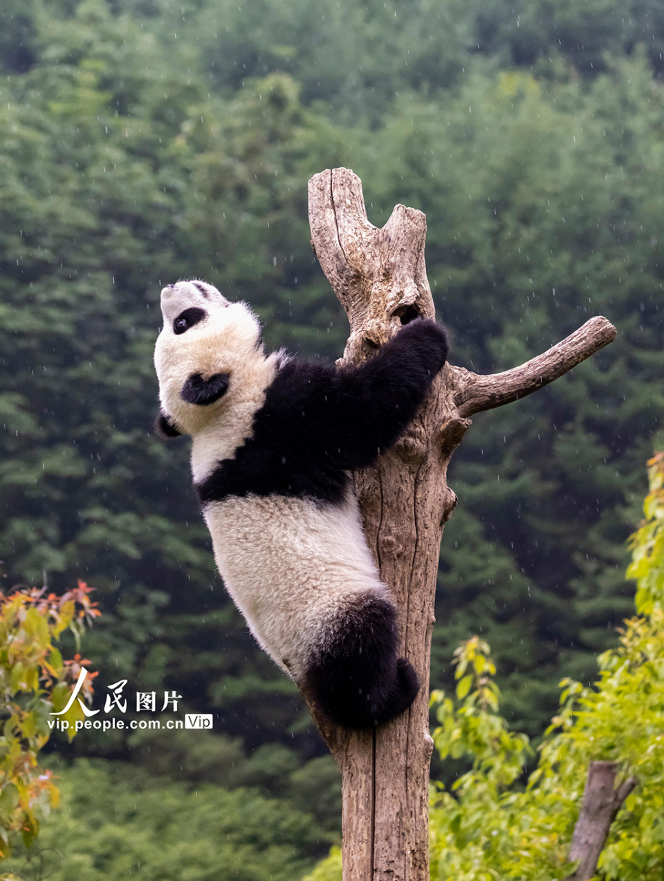 大熊猫姿势图片