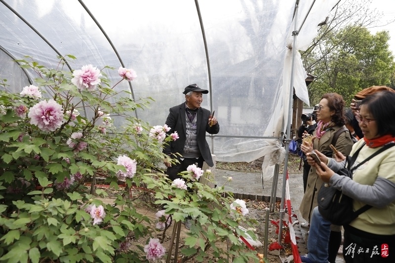 綠牡丹在清末我們金家弟兄分家時移栽而枯死,唯獨留下了這株粉妝樓