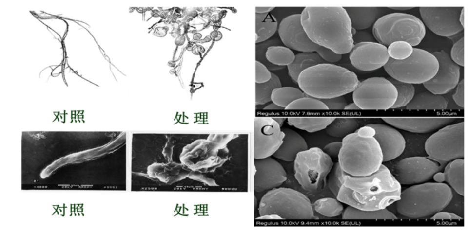 想延长水果保质期？科学家找到高效无污染方案！你知道是什么吗？