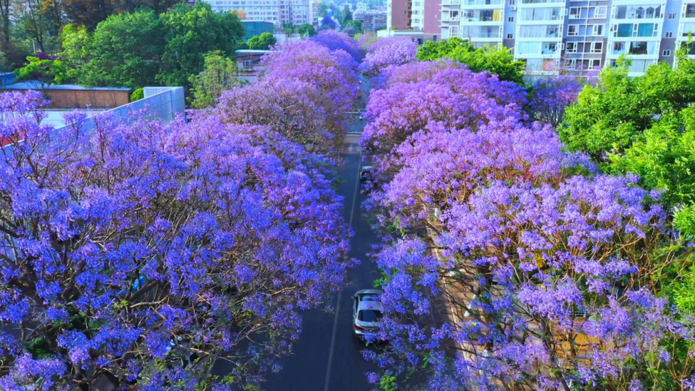 云南昆明蓝花楹绽放