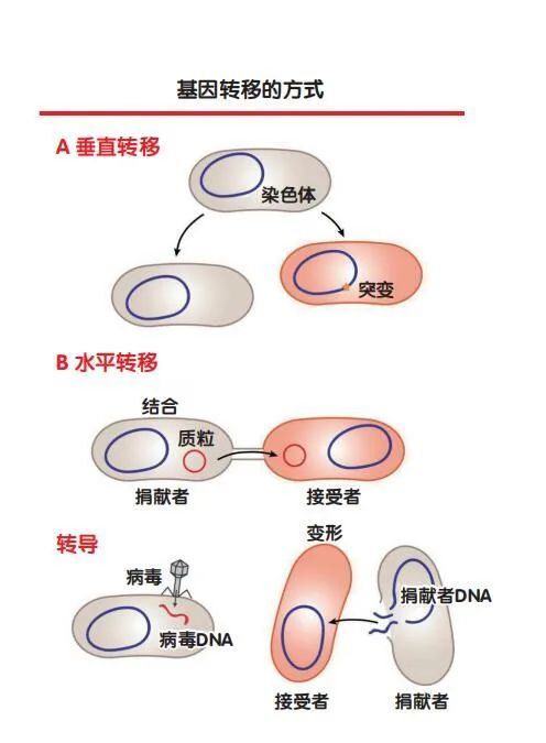 交叉互换基因图解图片