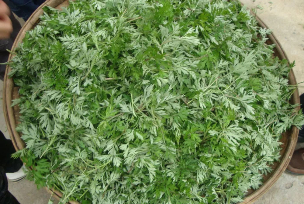 别再被骗了,艾草就3个养生作用_腾讯新闻