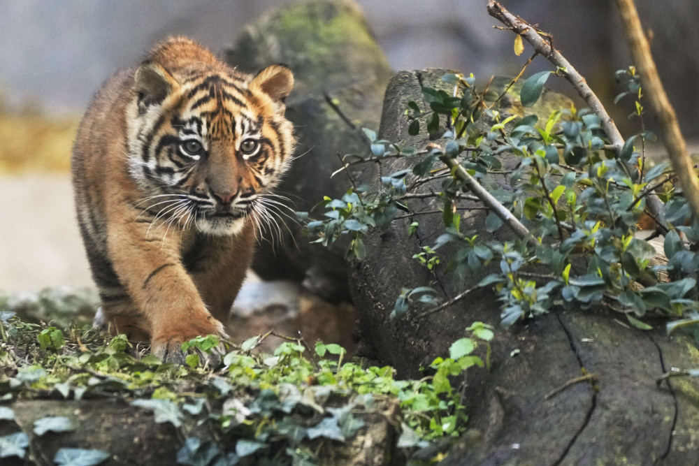 罗马动物园的小苏门答腊虎_腾讯新闻