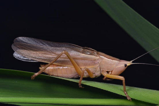 厚头拟矛螽褐色型入夜九段沙湿地的黑色将我们包裹住听力也因此变得