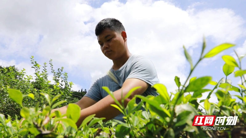 宜章县关溪乡直播进茶园绿叶变金叶