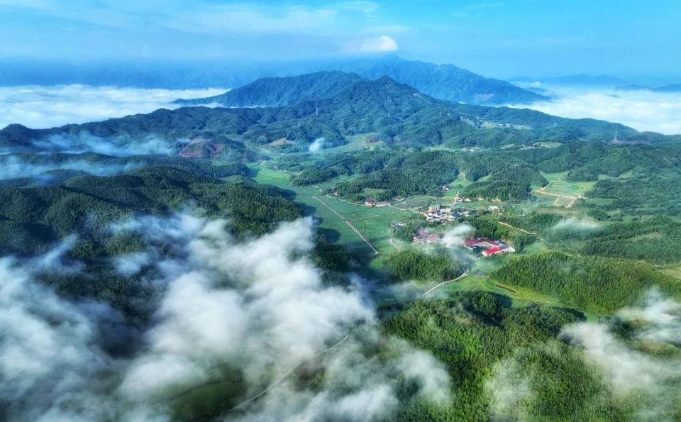 邵武晒口绿色茶山风景怡人