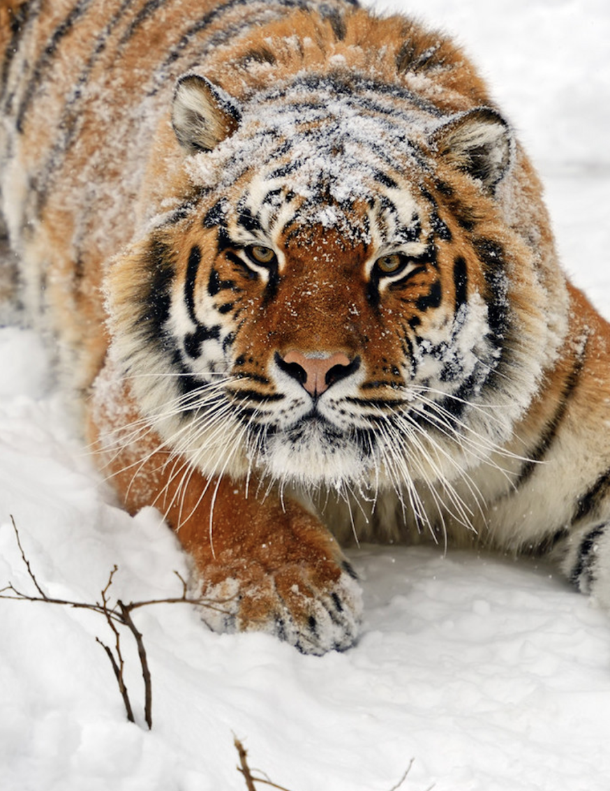 "野人教授"寻虎18年,近距离见野生东北虎就1次!