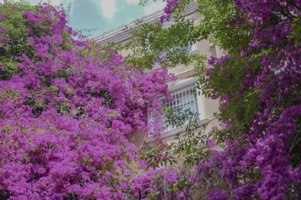 可以沿着翠湖,去逛逛翠湖博物馆群,邂逅无数片三角梅花束:云大的外墙