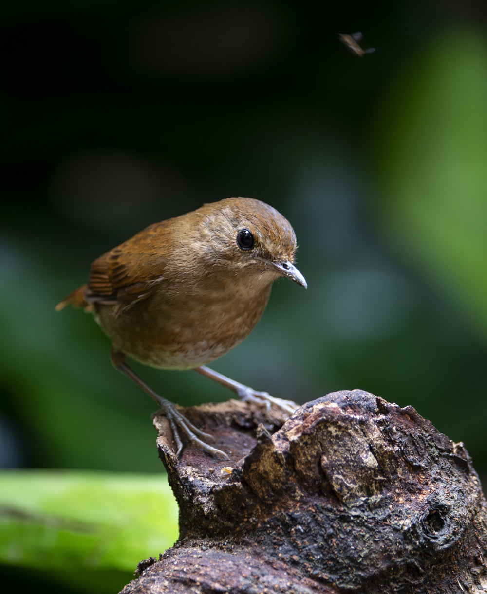 福建:鸟类的乐园