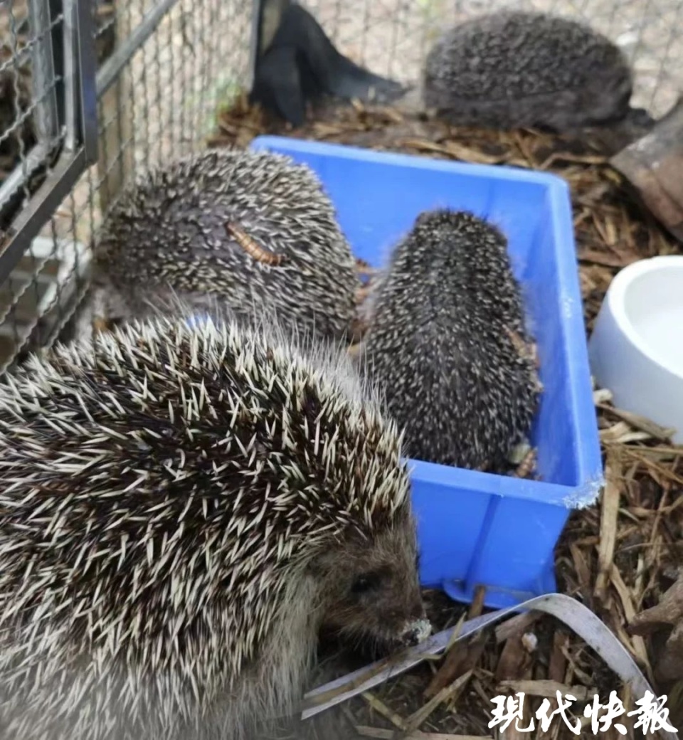 索马里刺猬图片