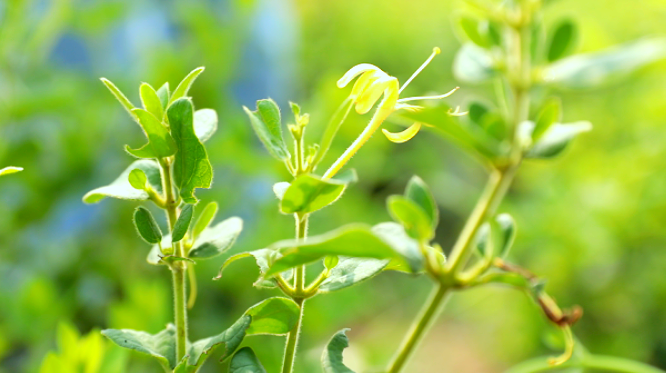 树型金银花种苗价格