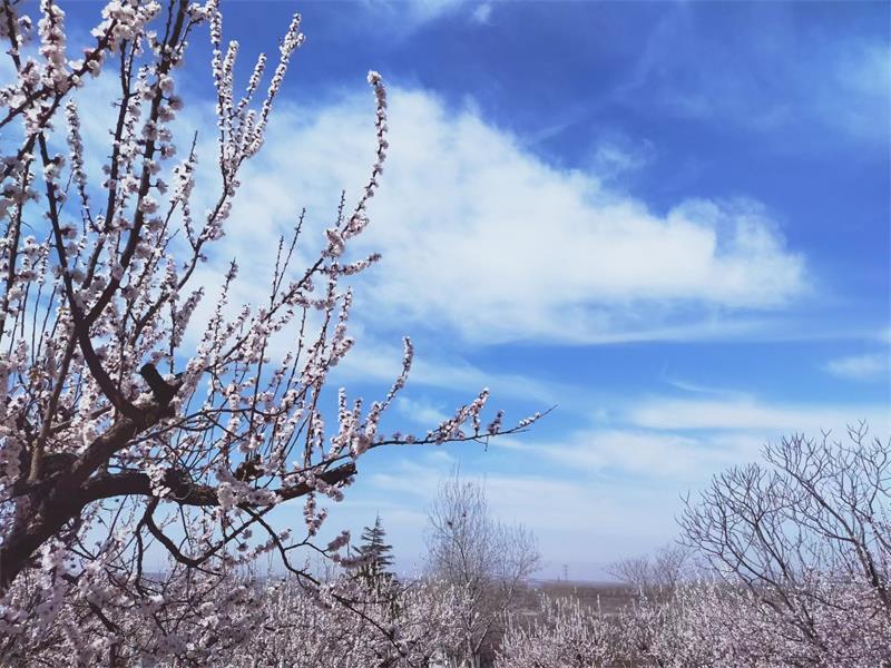 河北臨城豐樂園成為踏青賞花好去處