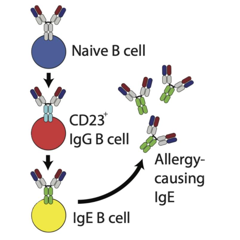 科学家揭示导致长期过敏的关键机制_腾讯新闻