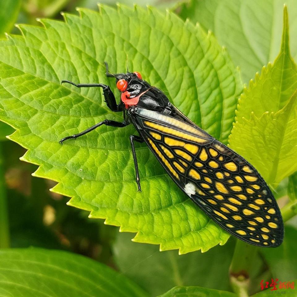 成都市民拍到5只峨眉红眼蝉 专家:三有保护动物,正进入盛发期