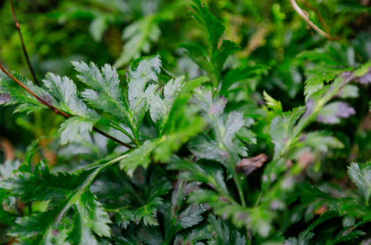 林下种植苦黄连 这对残疾夫妇过上"甜日子"