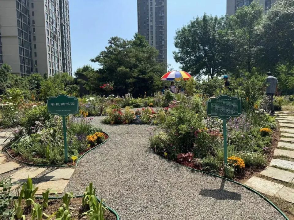 通运街道紫荆雅园社区微花园/记者拍摄义务植树进社区活动同步在东城