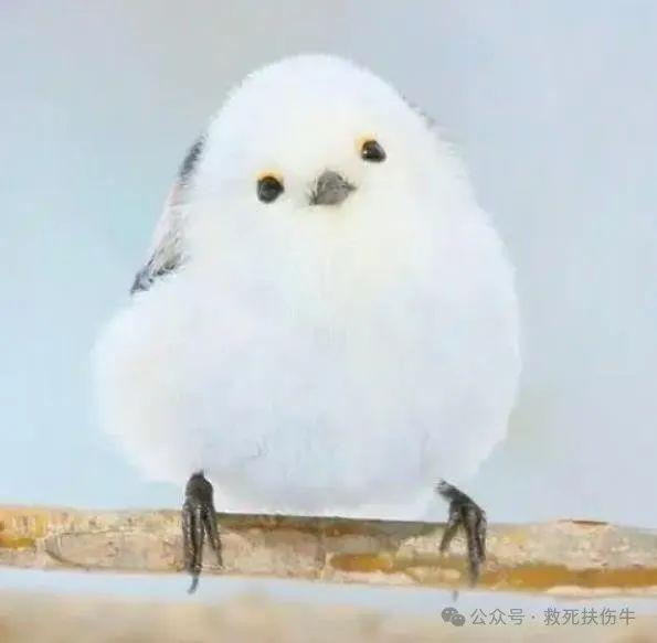 641