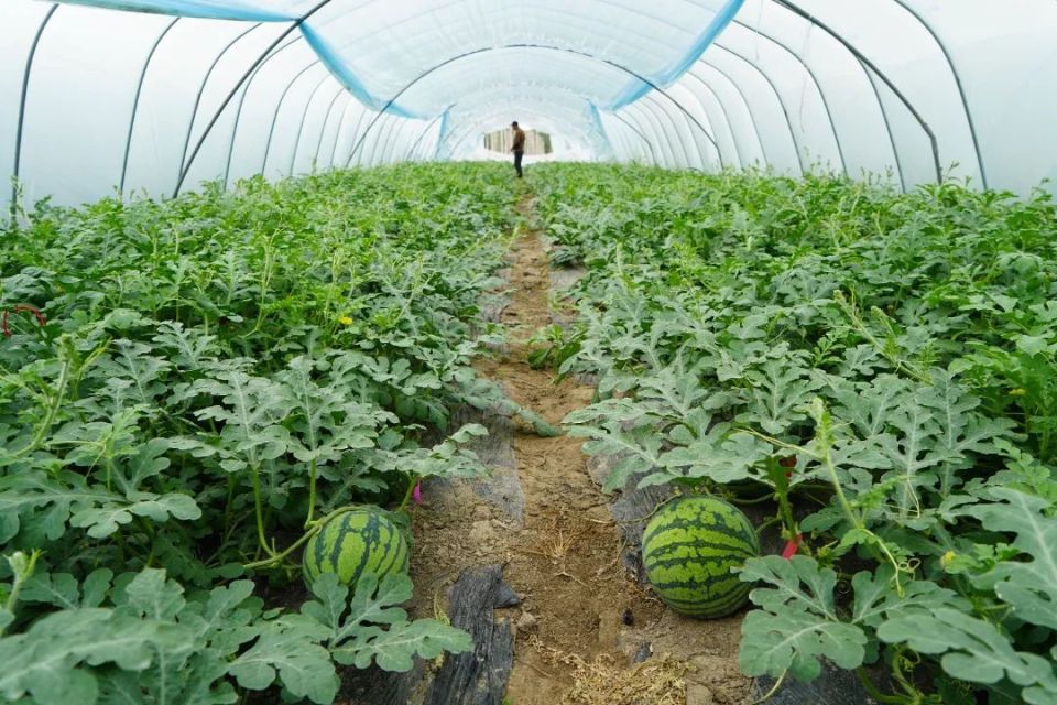 吃瓜群众请就位本地头茬西瓜甜蜜上市