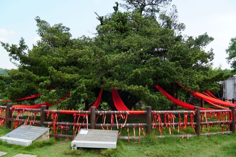 千年古树传情意 浏阳小河乡千年罗汉松获世界纪录认证